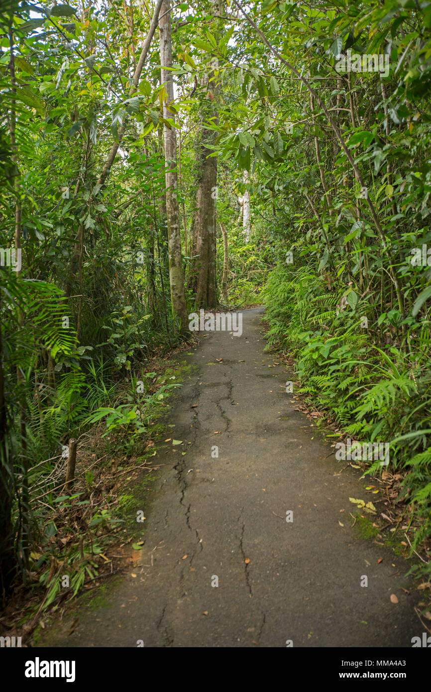 Walking track through dense emerald green vegetation of rainforest in Eungalla National Park Queensland Australia Stock Photo