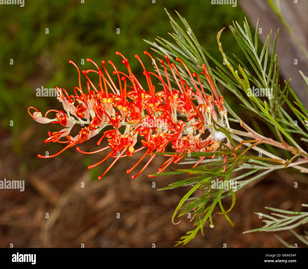 Spectacular vivid orange / red flower and green leaves of drought tolerant Australian native plant, Grevillea 'Jester' against brown background Stock Photo