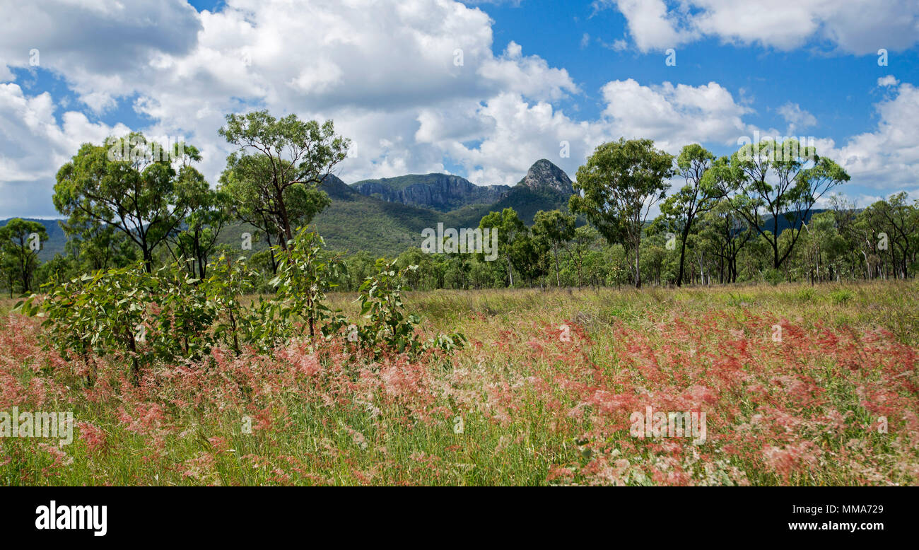Colourful panoramic landscape, red flowers of golden grasses, woodlands & peaks of Great Dividing Range under blue sky at Homevale Nat Park Australia Stock Photo