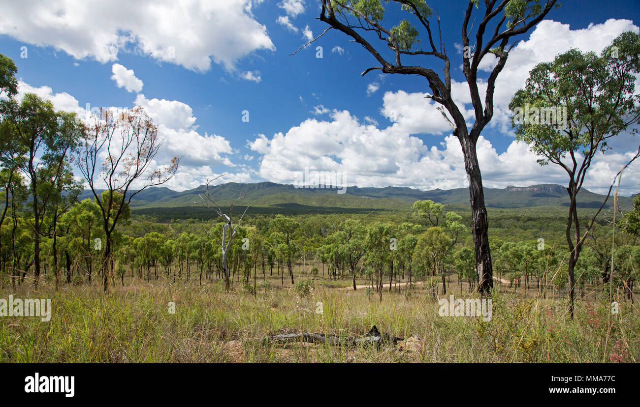 Panoramic landscape of eucalypt woodlands and distant ranges under blue sky at Homevale National Park, Central Queensland Australia Stock Photo