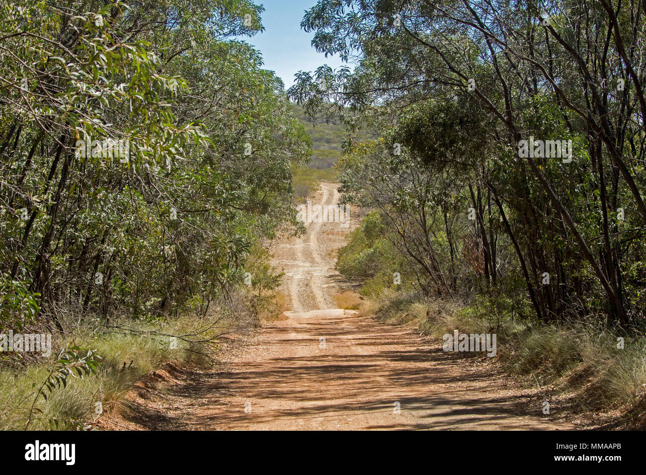 Landscape with woodlands of eucalyptus trees severed by narrow dirt road in Minerva Hills National Park, near Springsure, Queensland Australia Stock Photo