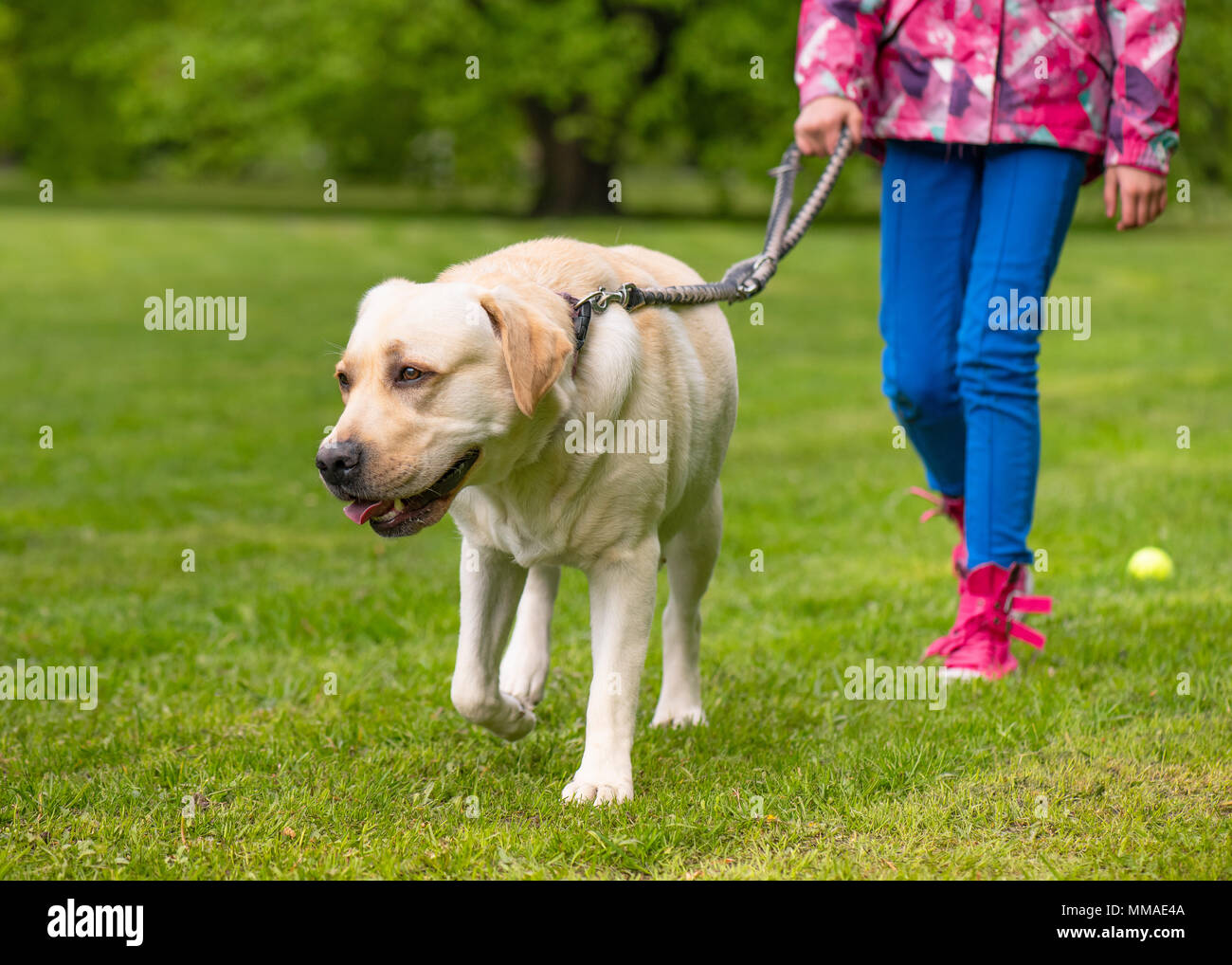 Girl with labrador retriever dog Stock Photo
