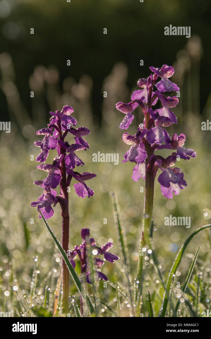 Green-winged Orchid, Anacamptis morio, early morning in spring, growing in a dew soaked Oxfordshire meadow. Stock Photo