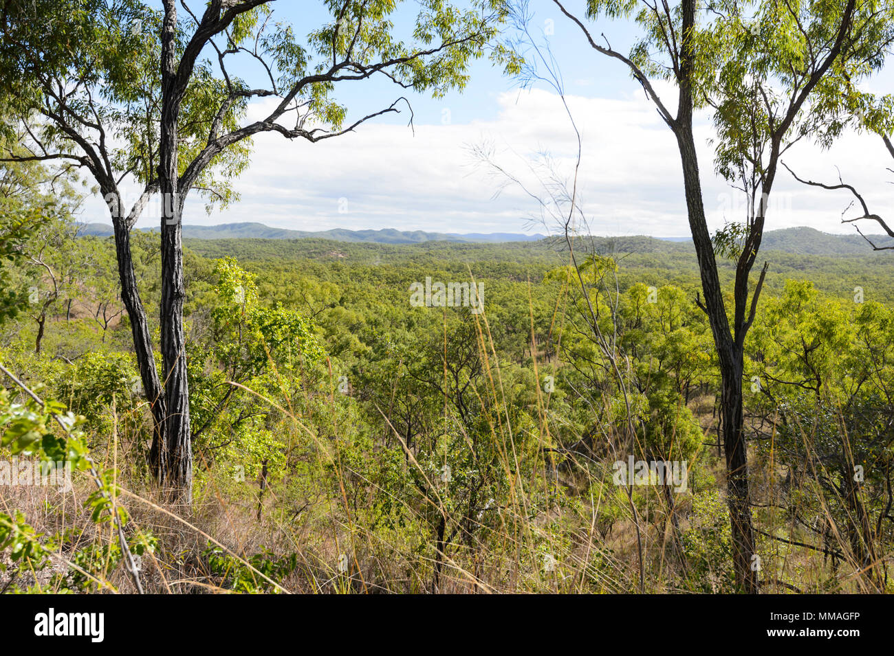 Scenic view of dry open woodland and hills at Palmer River Goldfield