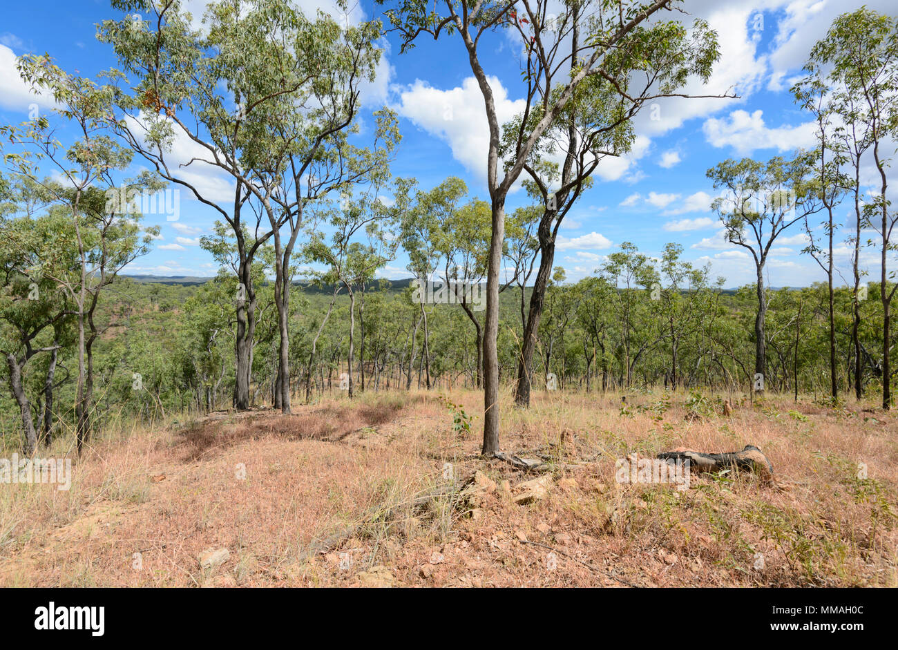 Scenic view of dry open woodland and hills at Palmer River Goldfield, near Maytown, Far North Queensland, FNQ, QLD, Australia Stock Photo