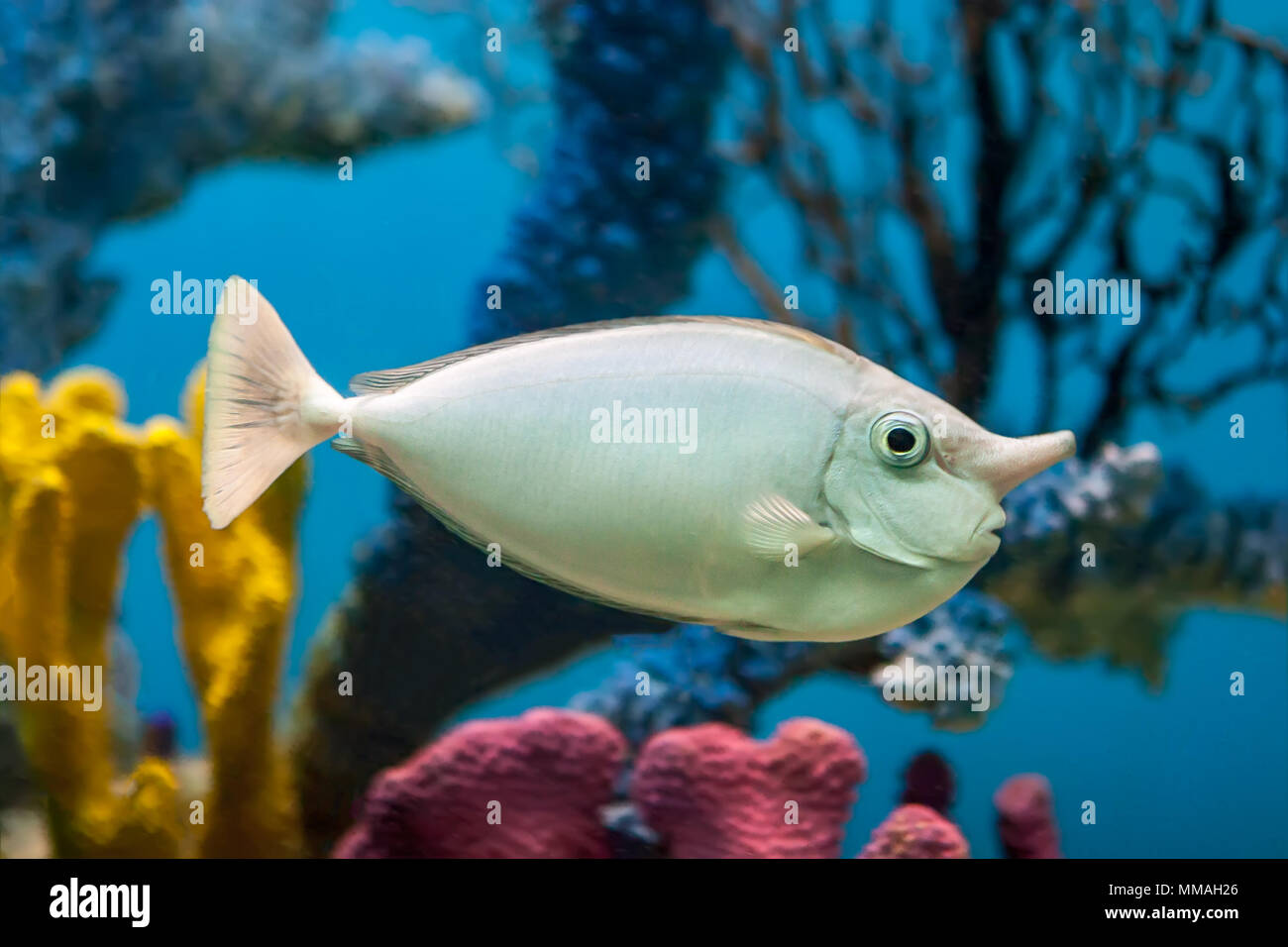 Unicorn fish in front of brightly coloured corals in an aquarium Stock Photo