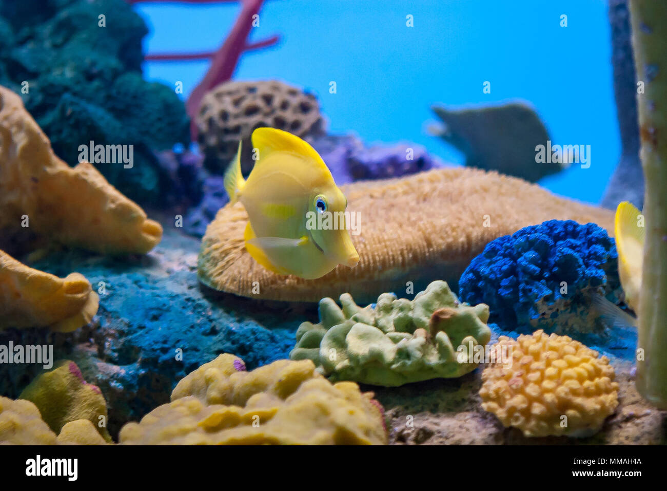 The yellow angelfish is swimming past a coral display in the aquarium Stock Photo