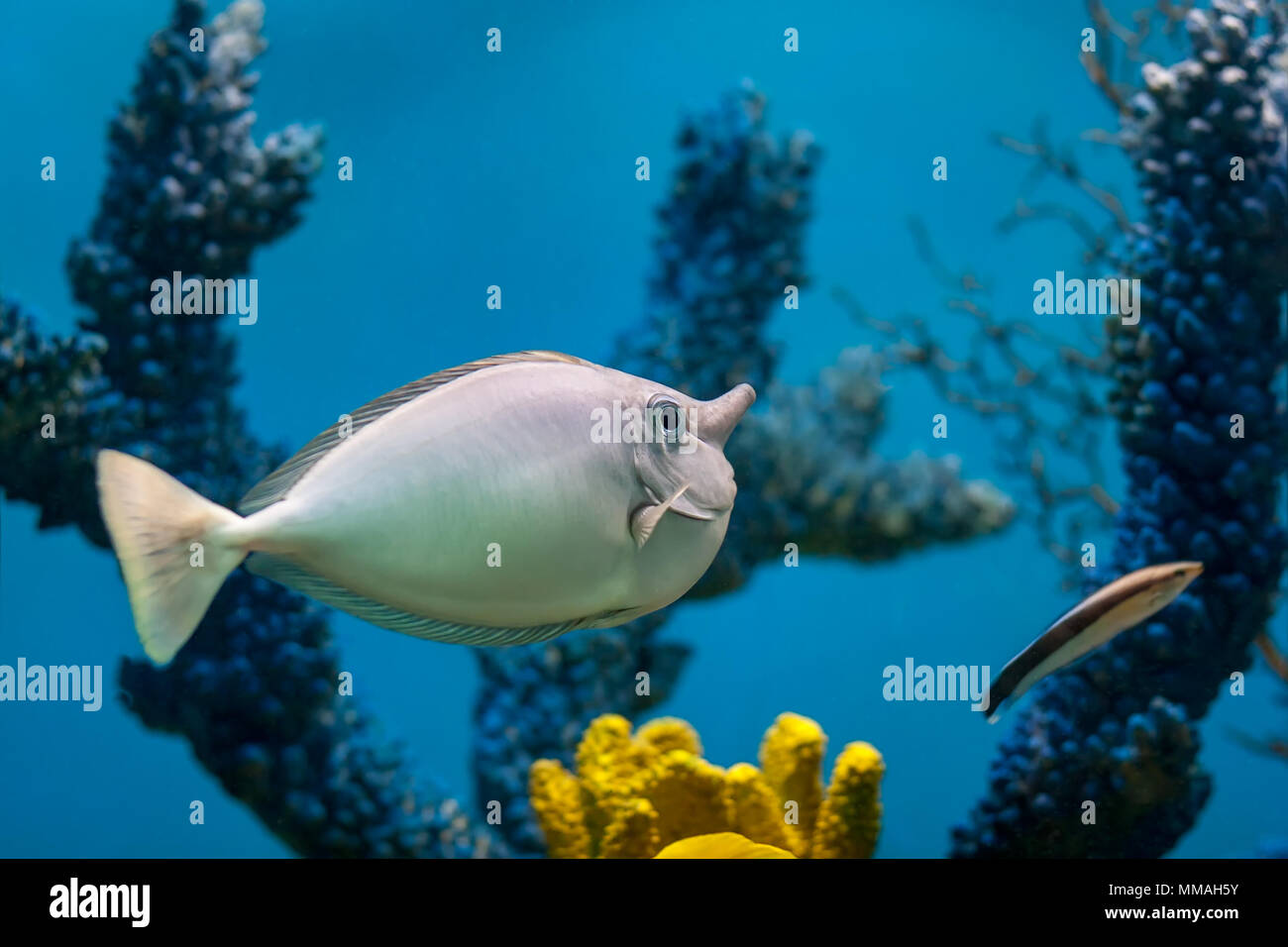Unicorn fish following a cleaner wrasse in an aquarium Stock Photo
