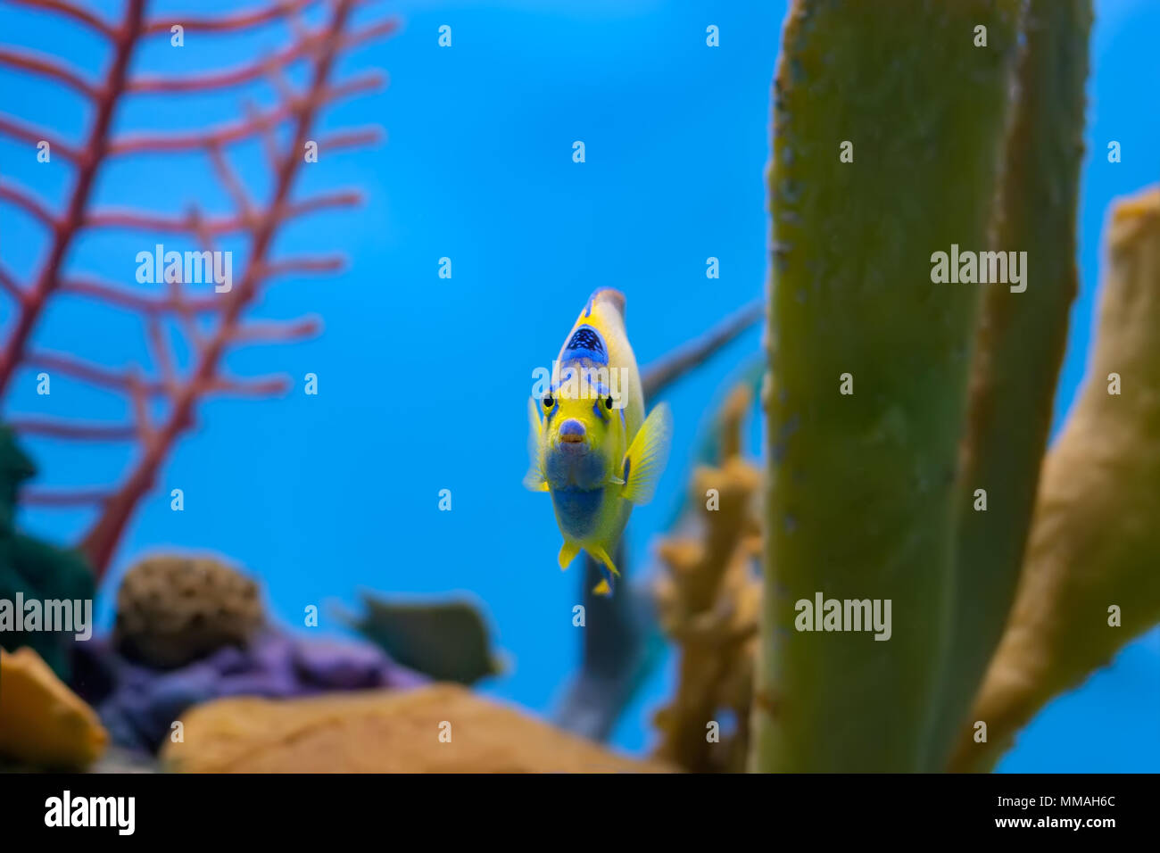 Queen angelfish swimming out from behind yellow coral with other corals in the background Stock Photo