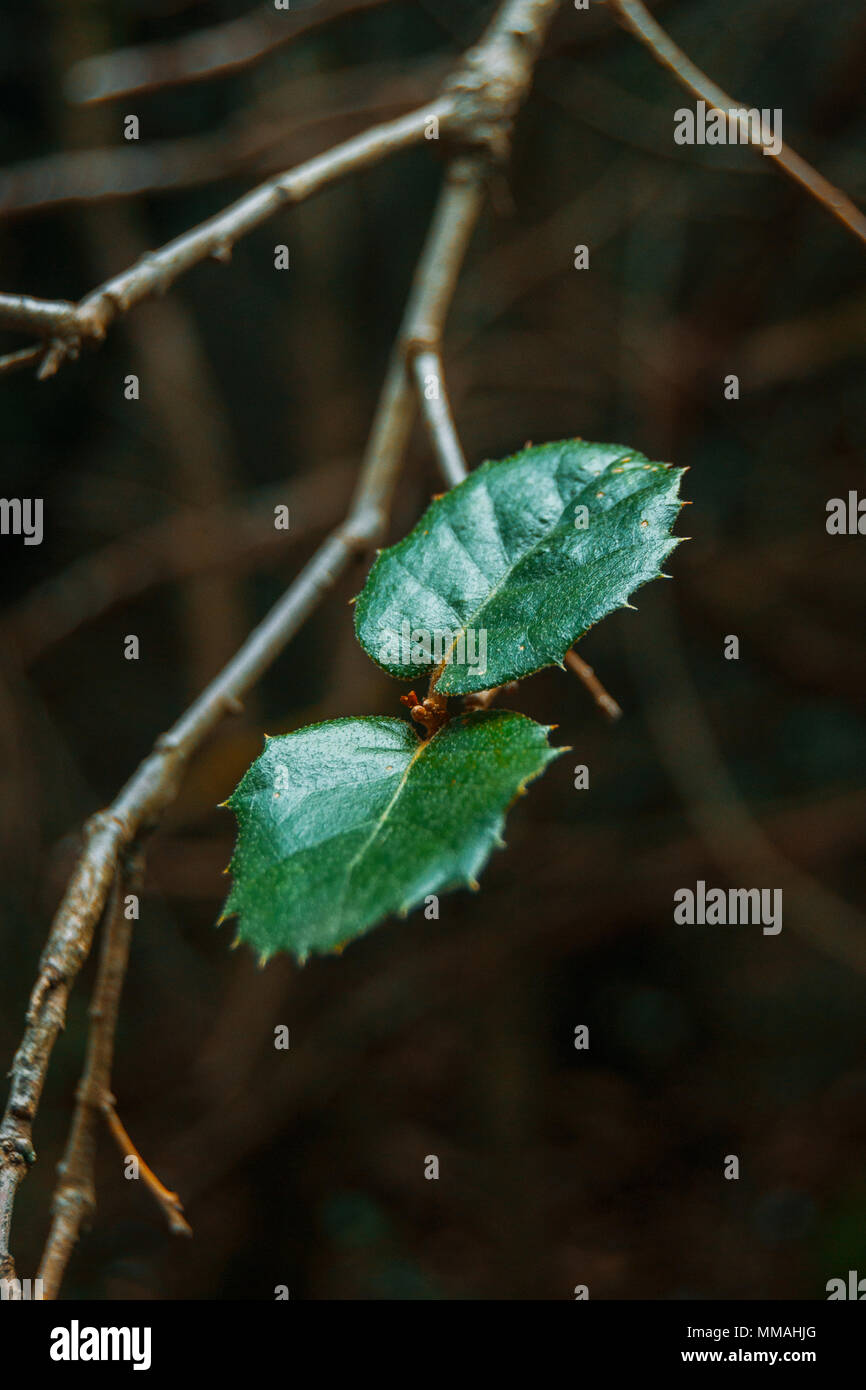 Two opposite leaves hi-res stock photography and images - Alamy