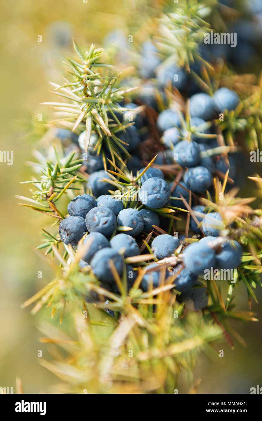 Close up of a branch of wild juniper (Juniperus Communis), filled with many purple berries. Stock Photo