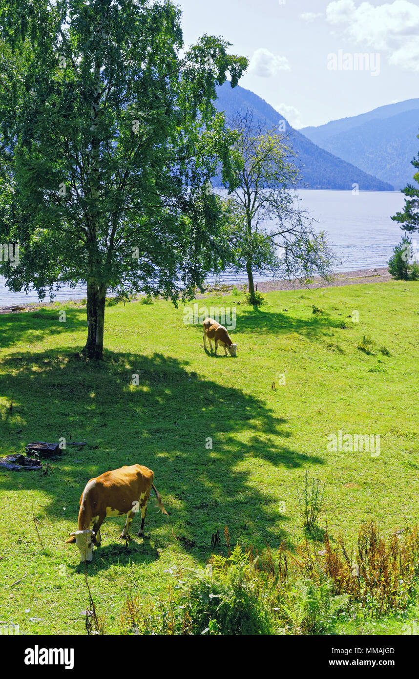 Cows graze in an environmentally friendly environment.Siberia, the ...