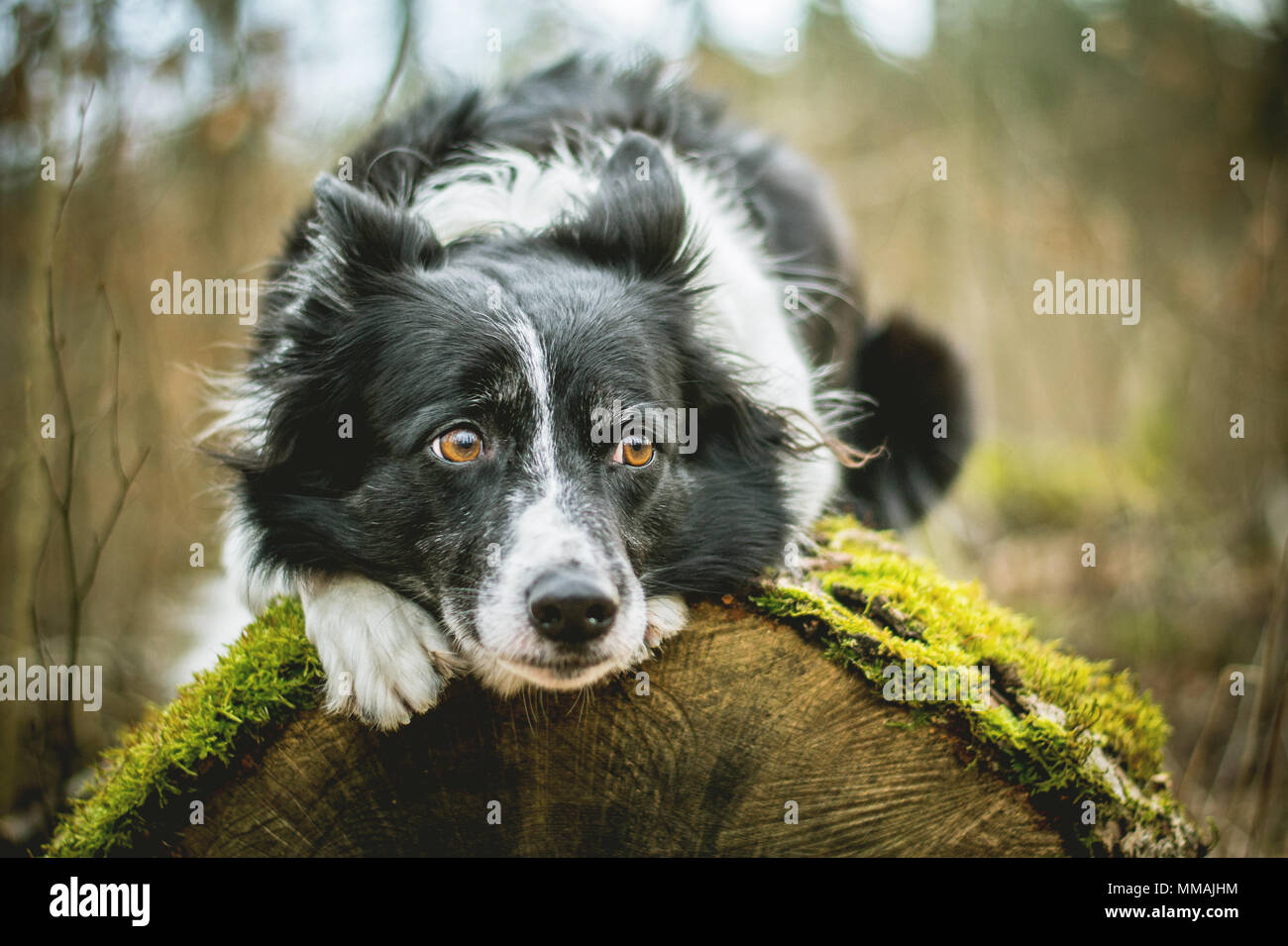 Black and White Border Collie. Dog Lying on the Mossy Log in the Forest. Stock Photo