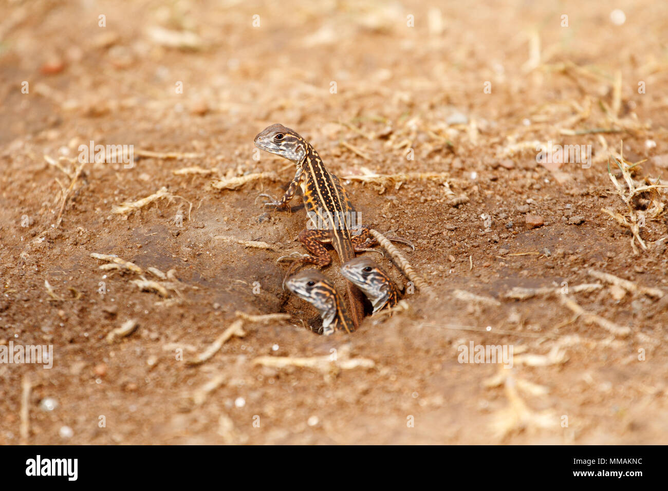 Newborn butterfly lizard /Butterfly agama (Leiolepis belliana ssp. ocellata) emerge from the burrow Stock Photo