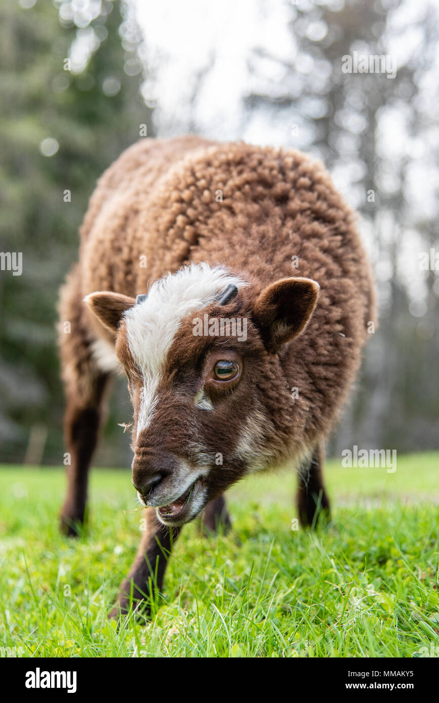 sheep and lamb eating in a garden Stock Photo Alamy