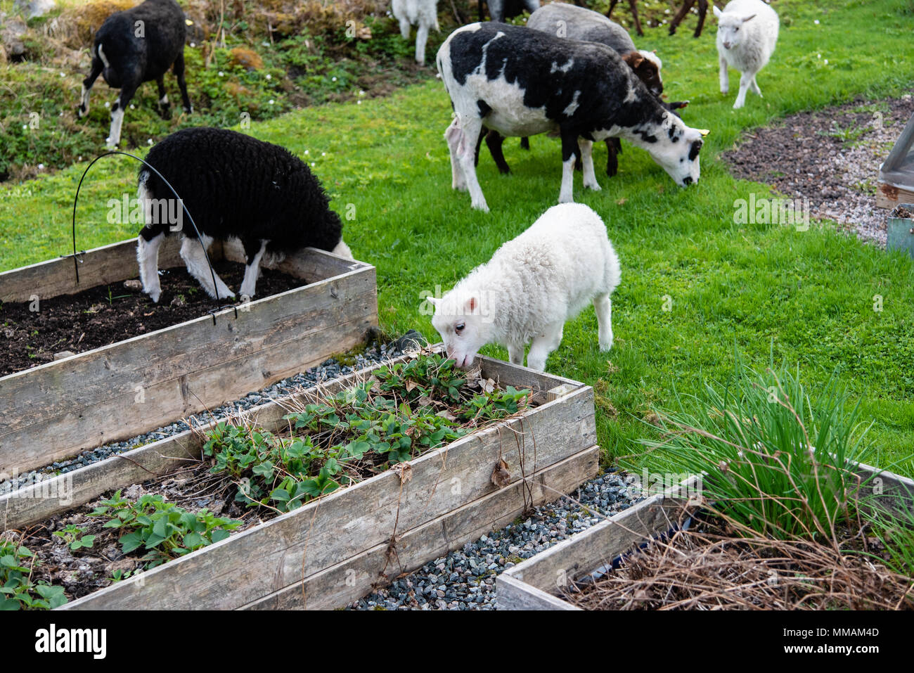 sheep and lamb eating in a garden Stock Photo Alamy