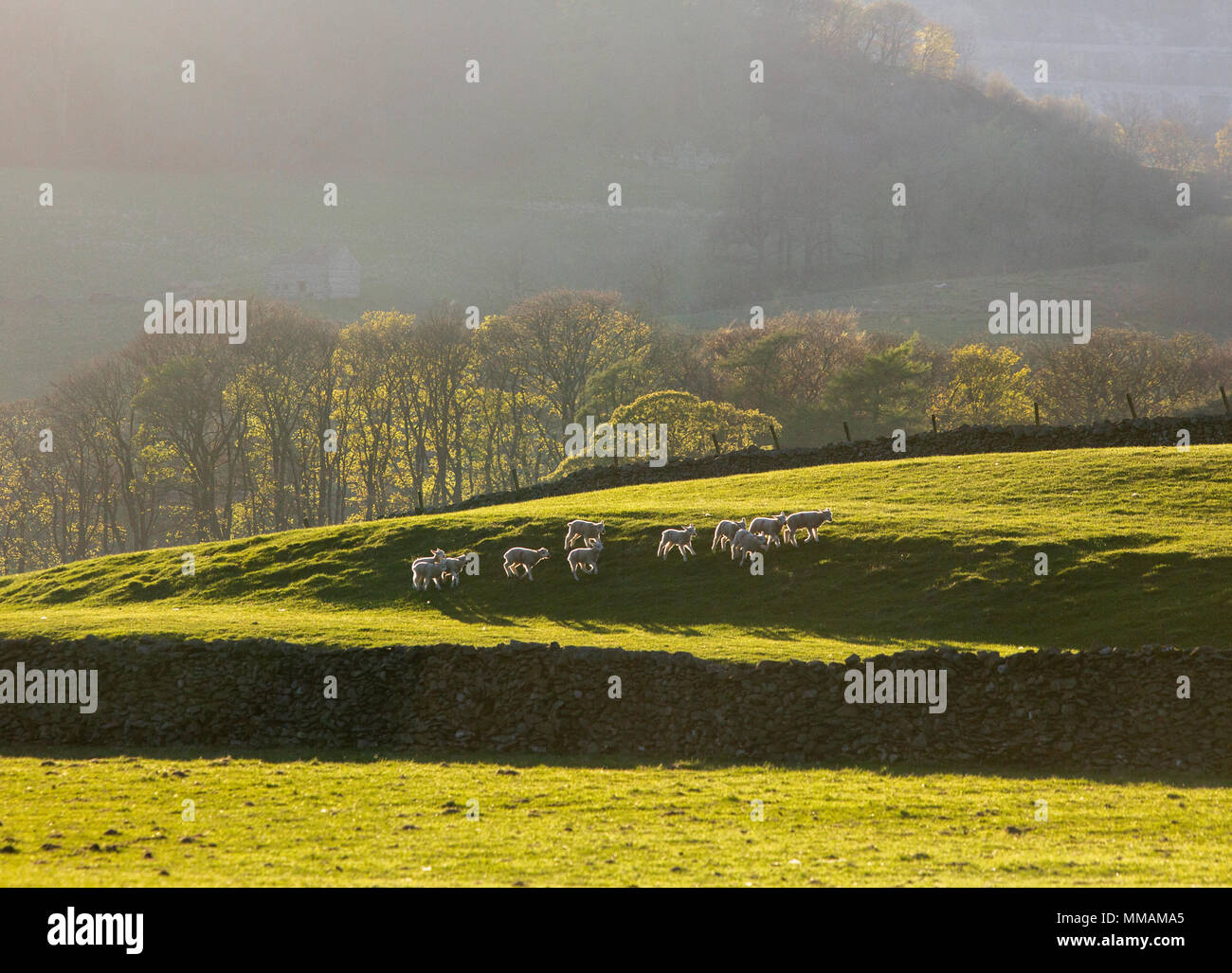 Sheep in evening sunlight near Horton-in-Ribblesdale, North Yorkshire Stock Photo