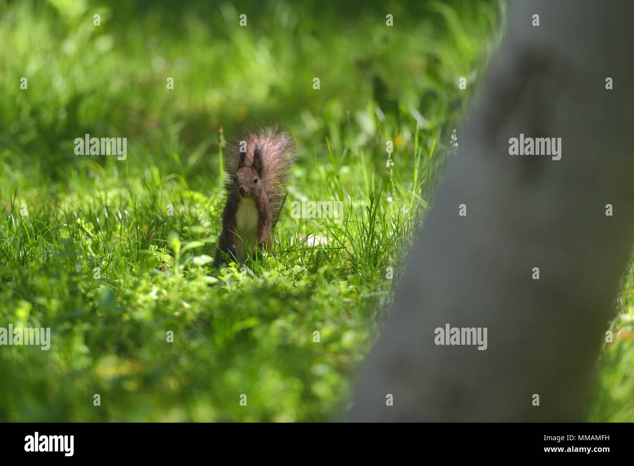 Red squirell (Sciurus vulgaris) in green grass of mountain forrest Stock Photo