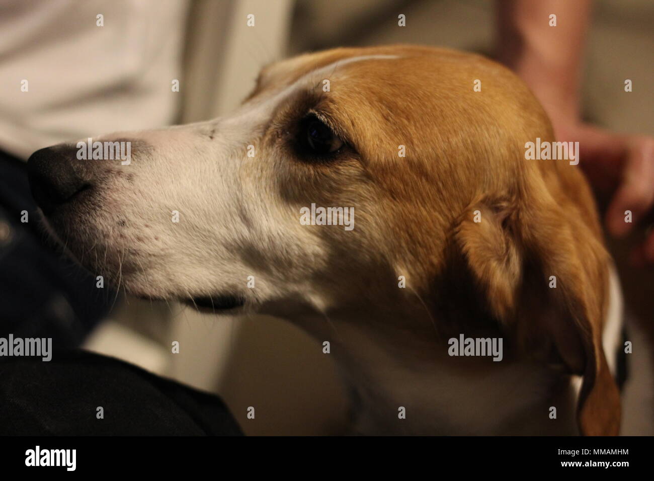 Cute rescue dog Stock Photo - Alamy