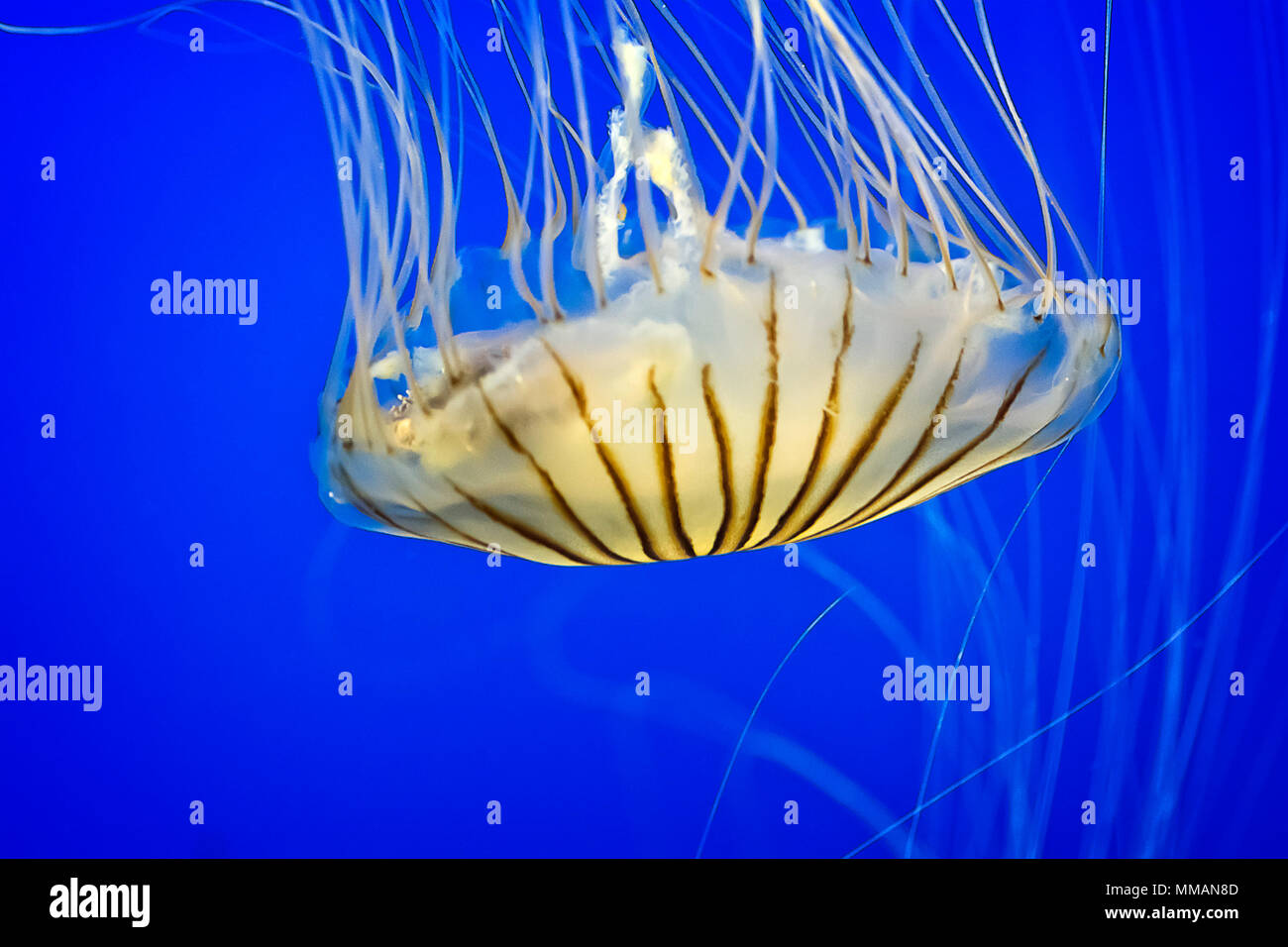 A beautiful Sea Nettle. Stock Photo