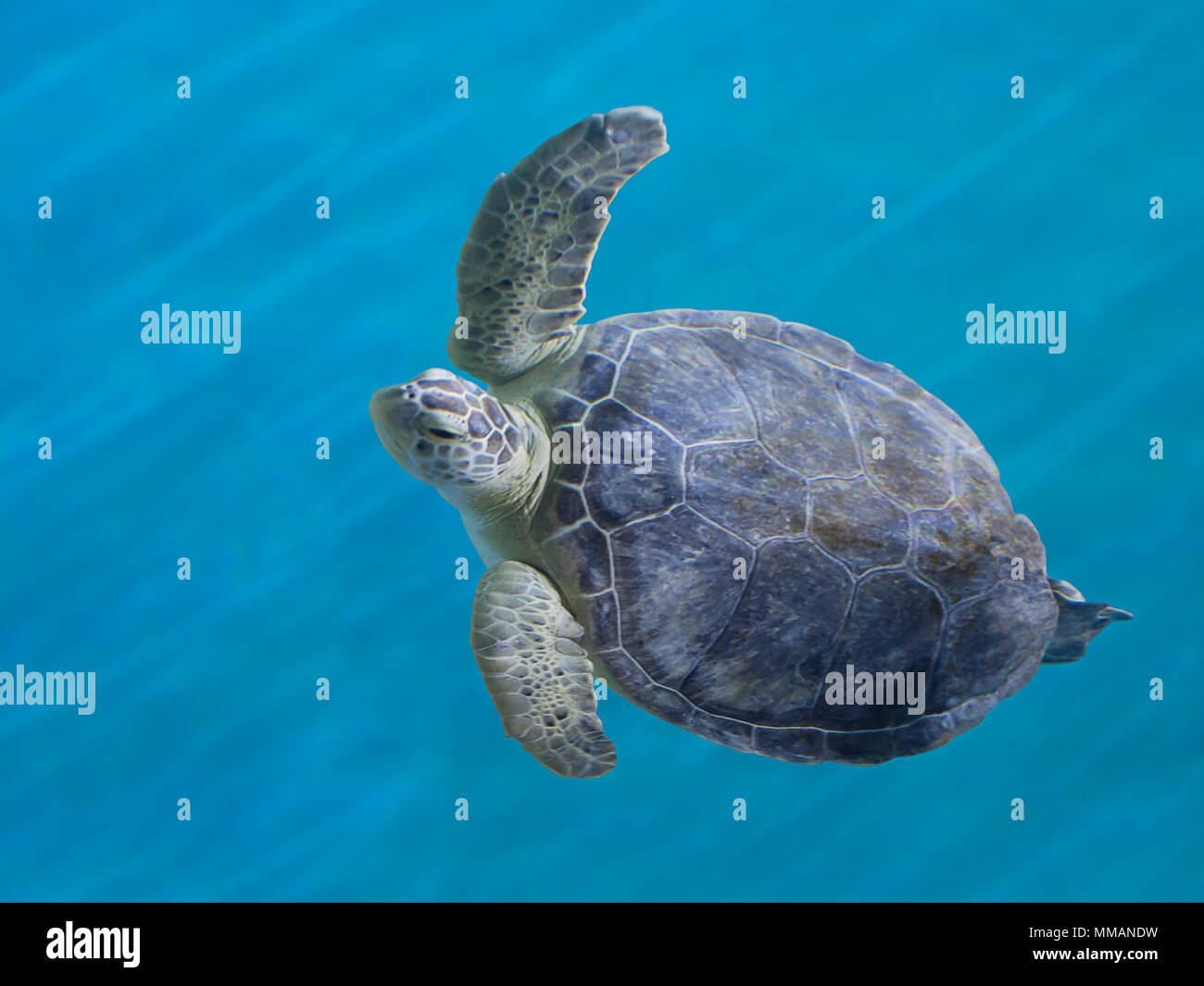 A beautiful and graceful Green Sea Turtle swimming in blue water. Stock Photo