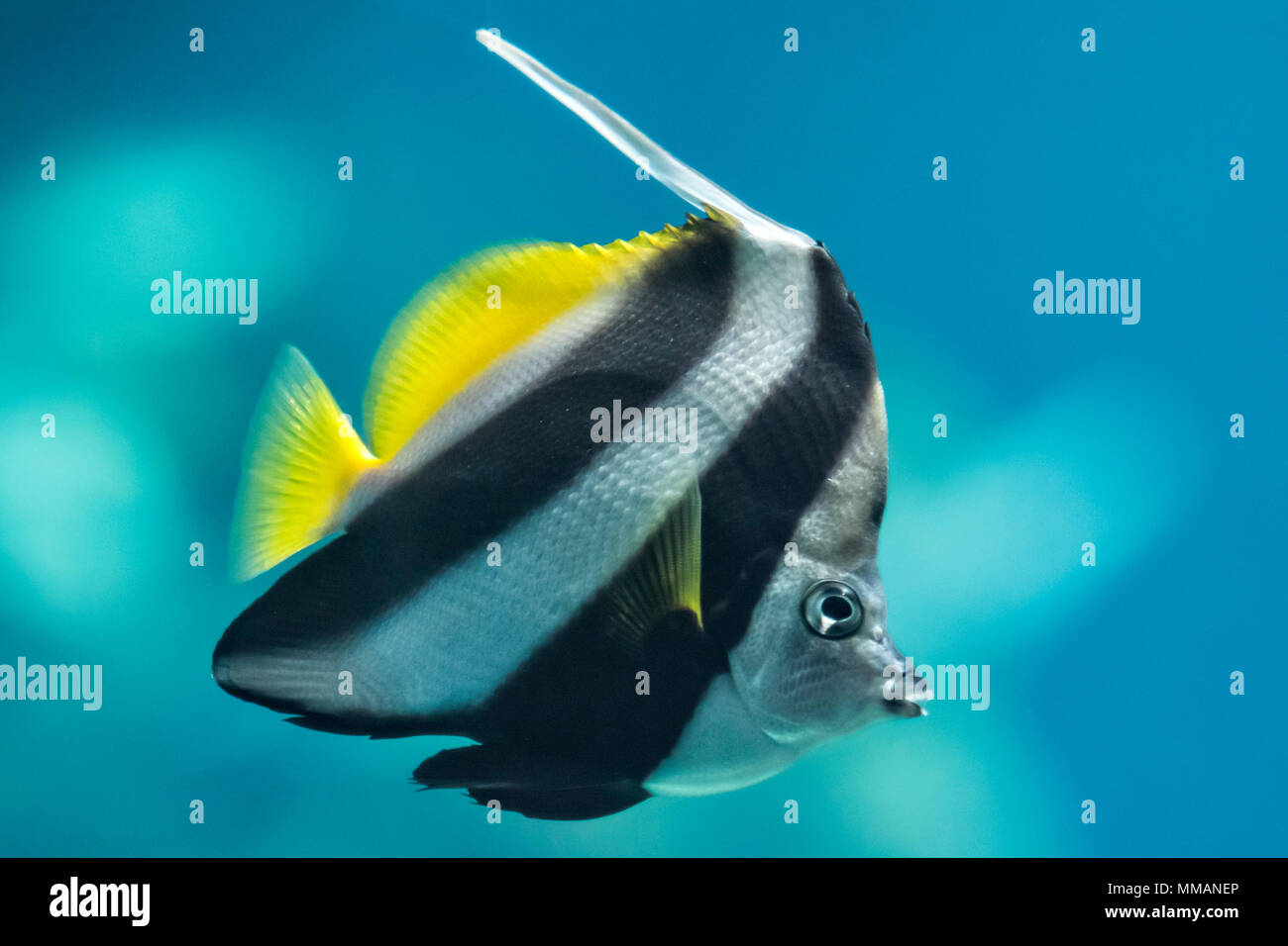 A colorful Schooling Bannerfish. Scientific Name: Heniochus diphreutes. Also known as False moorish idol, Pennantfish, Pennant Butterfly fish. Stock Photo