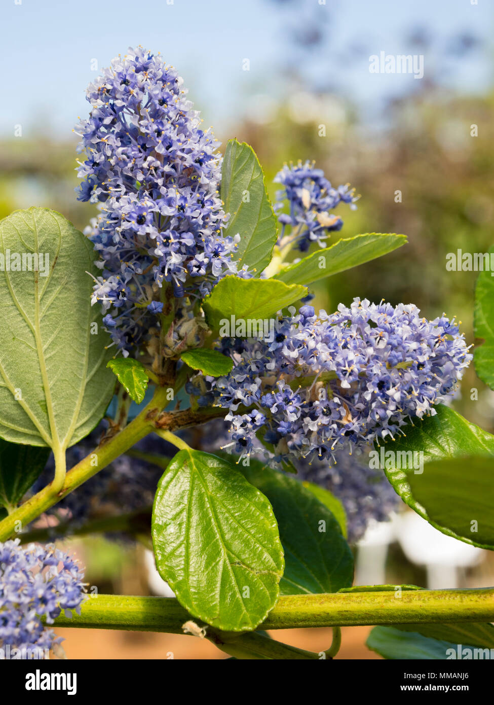 Densely packed blue flowers in the heads of the Californian lilac, Ceanothus arboreus 'Trewithen Blue' Stock Photo