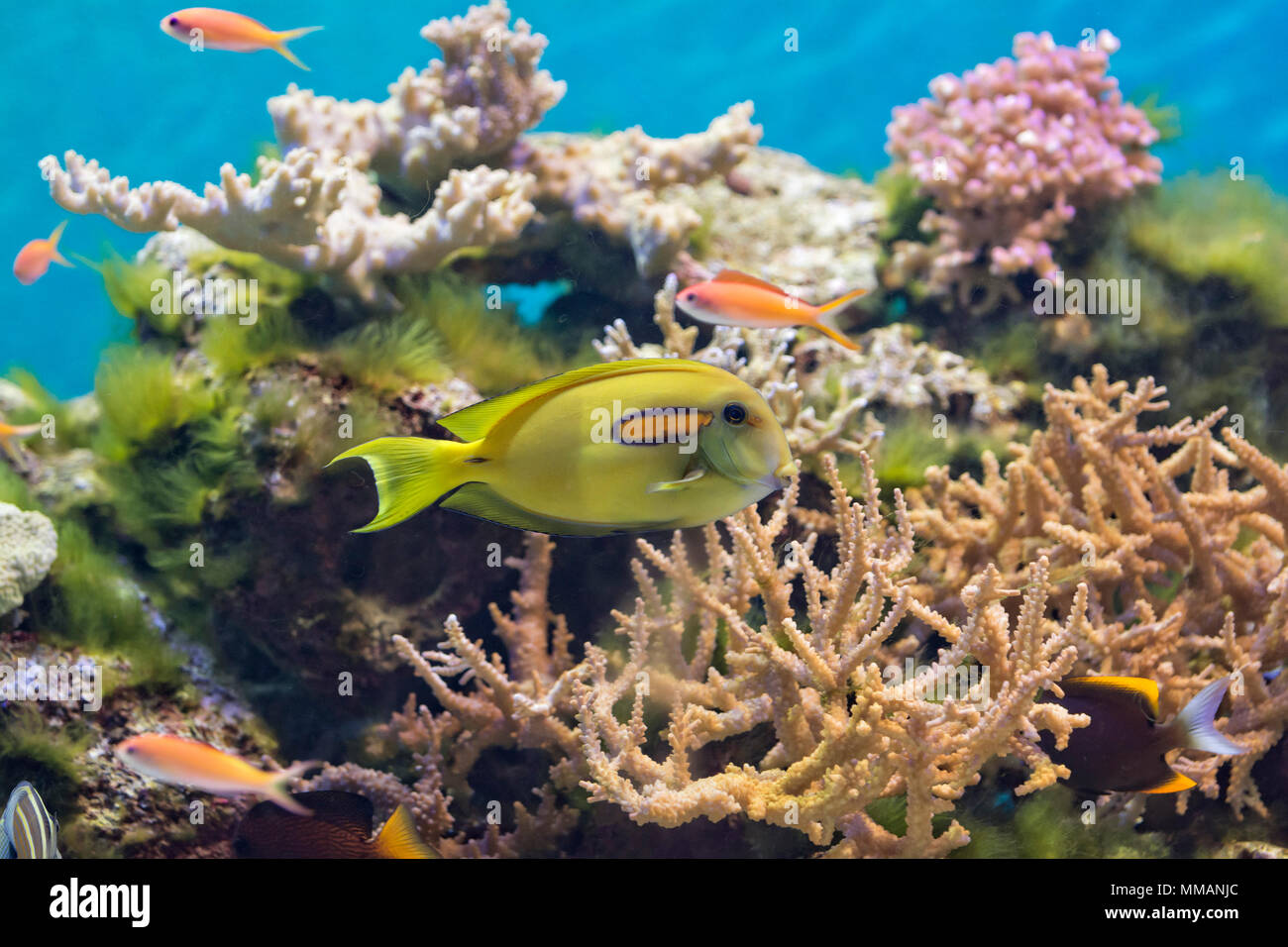 A colorful tropical fish swimming around a coral reef.  A bright yellow Orangepsot Surgeon fish in the center. Stock Photo