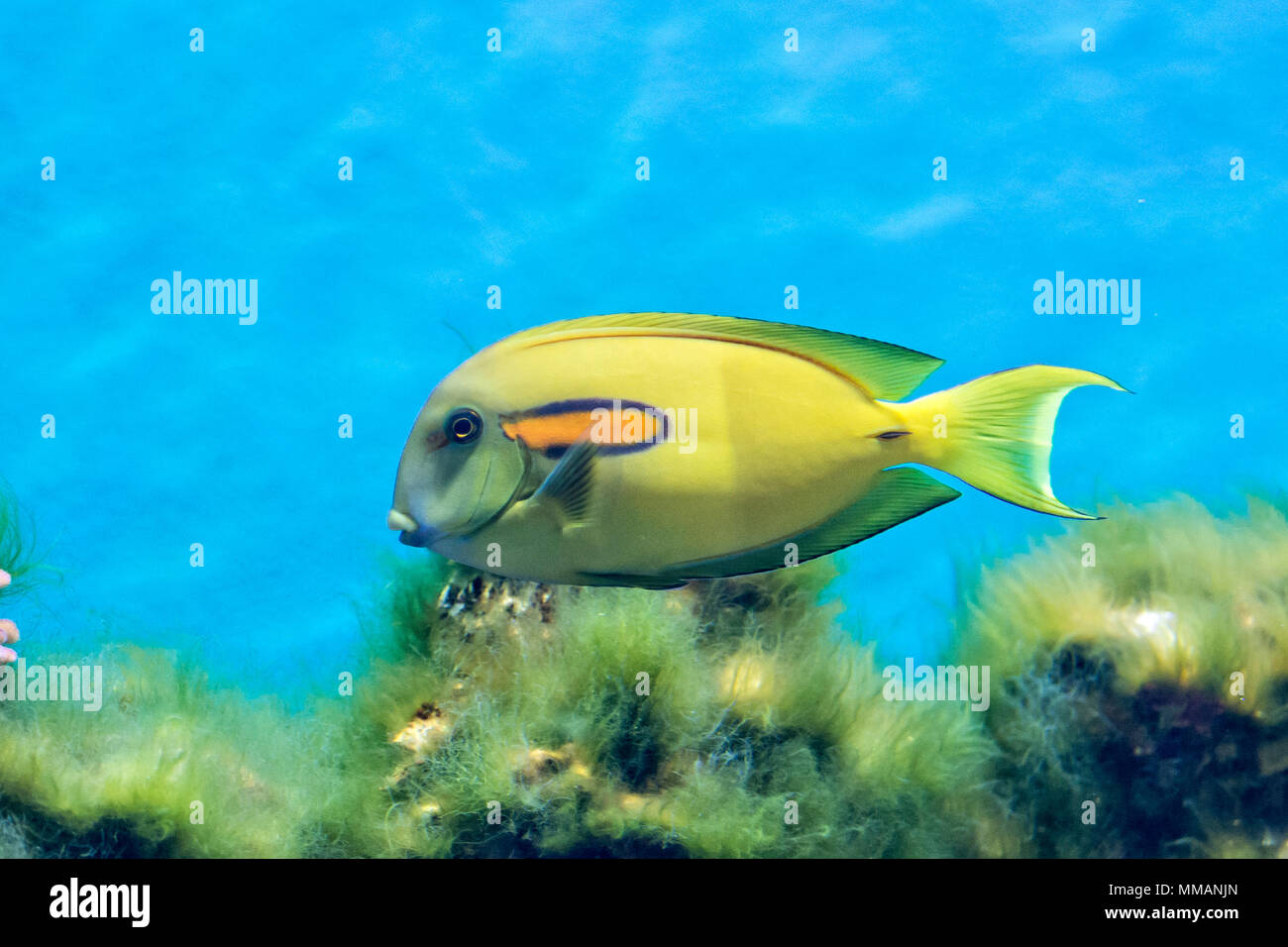A bright yellow Orangepsot Surgeon fish swimming at a coral reef. Stock Photo