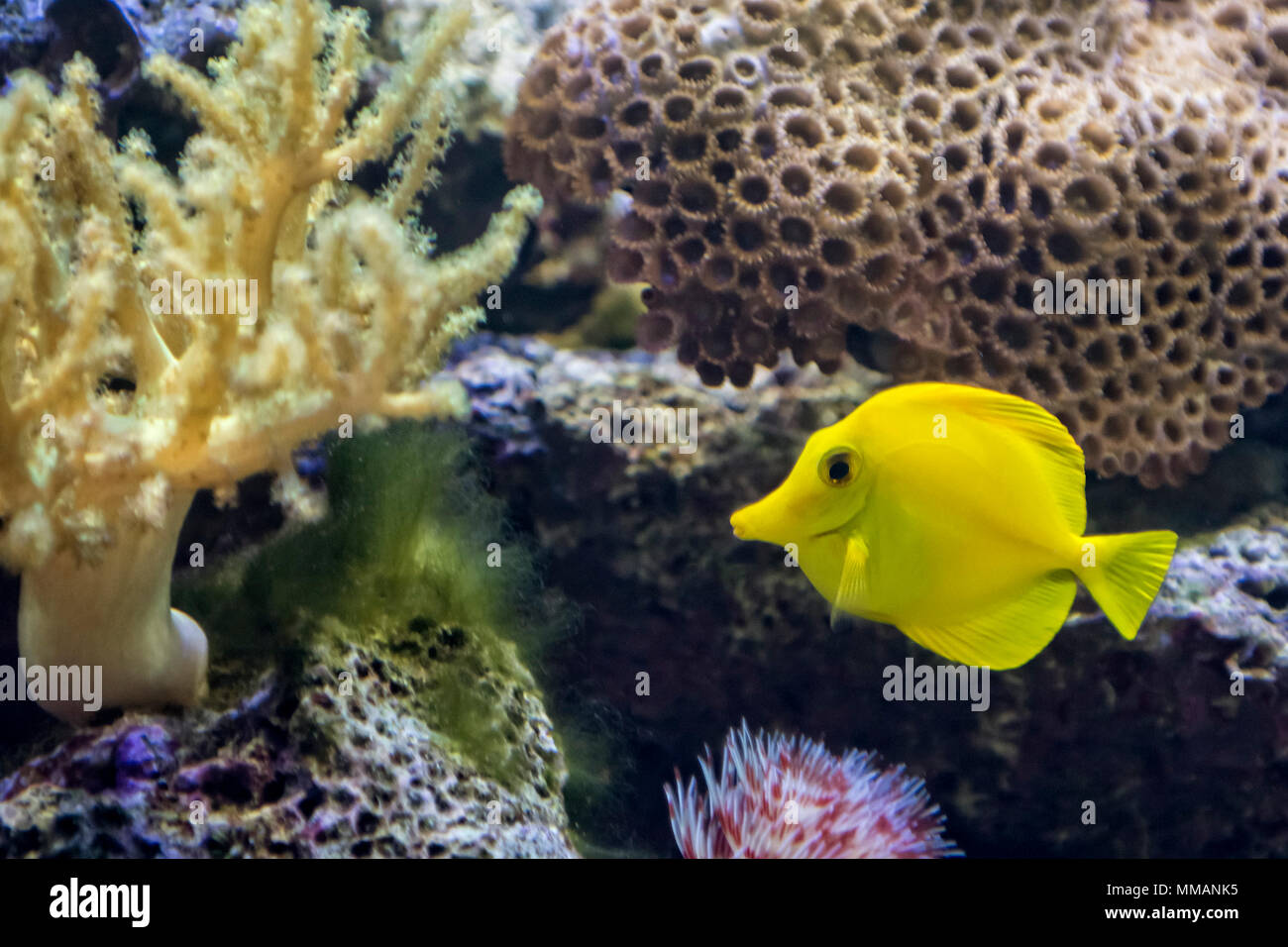 A colorful Yellow Tang tropical fish swimming near a coral reef. It is