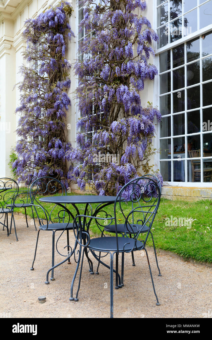 Wisteria floribunda adorns the wall of the orangery at Mt Edgcumbe country park, Cornwall, behind seating for the restaurant. Stock Photo
