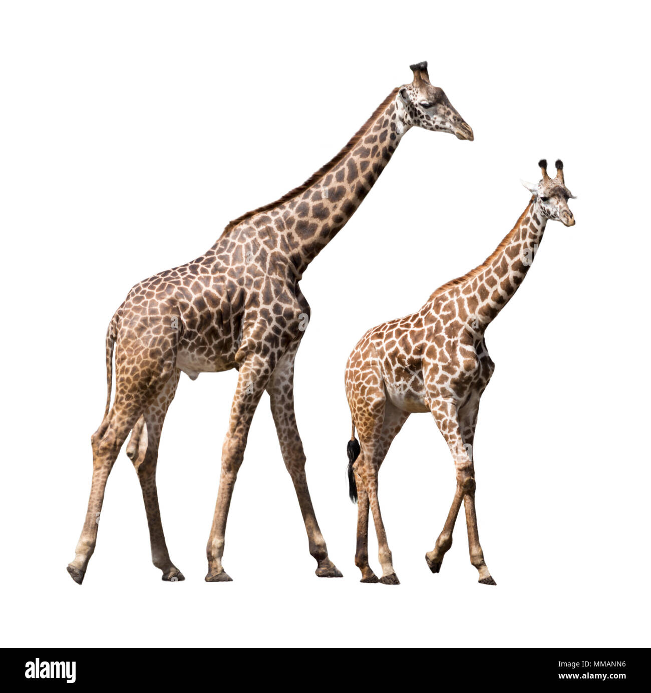 Two Giraffe isolated and placed on a white background. One is a full grown male and the other is a young juvenile female. Stock Photo