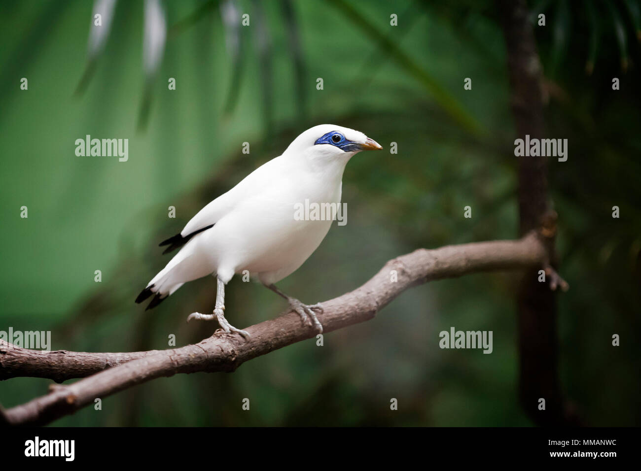 This Bali myna species is the national symbol of the Island of Bali