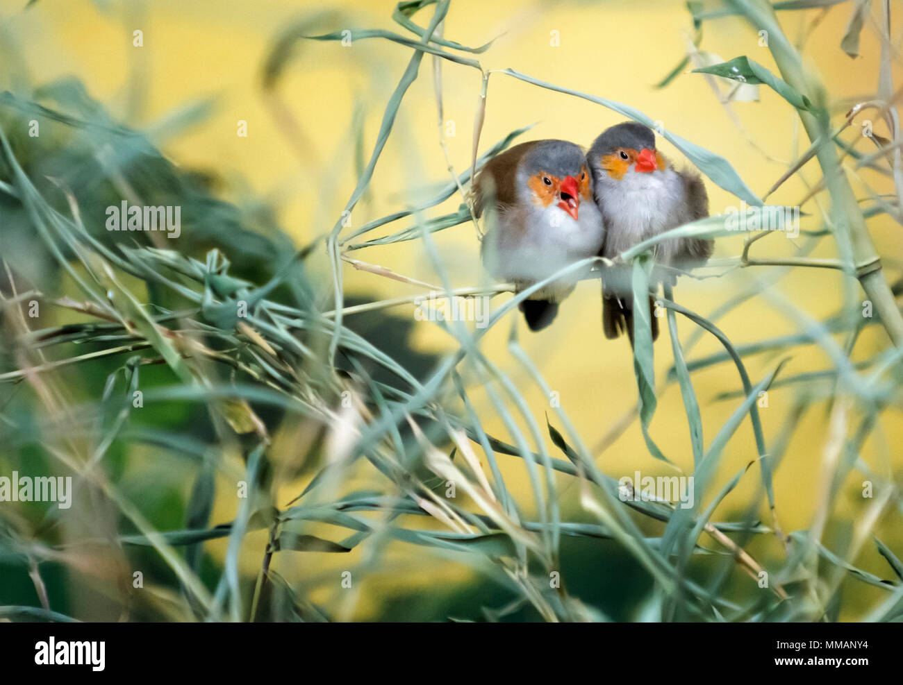 A pair of colorful love birds snuggling on a tree branch. Stock Photo