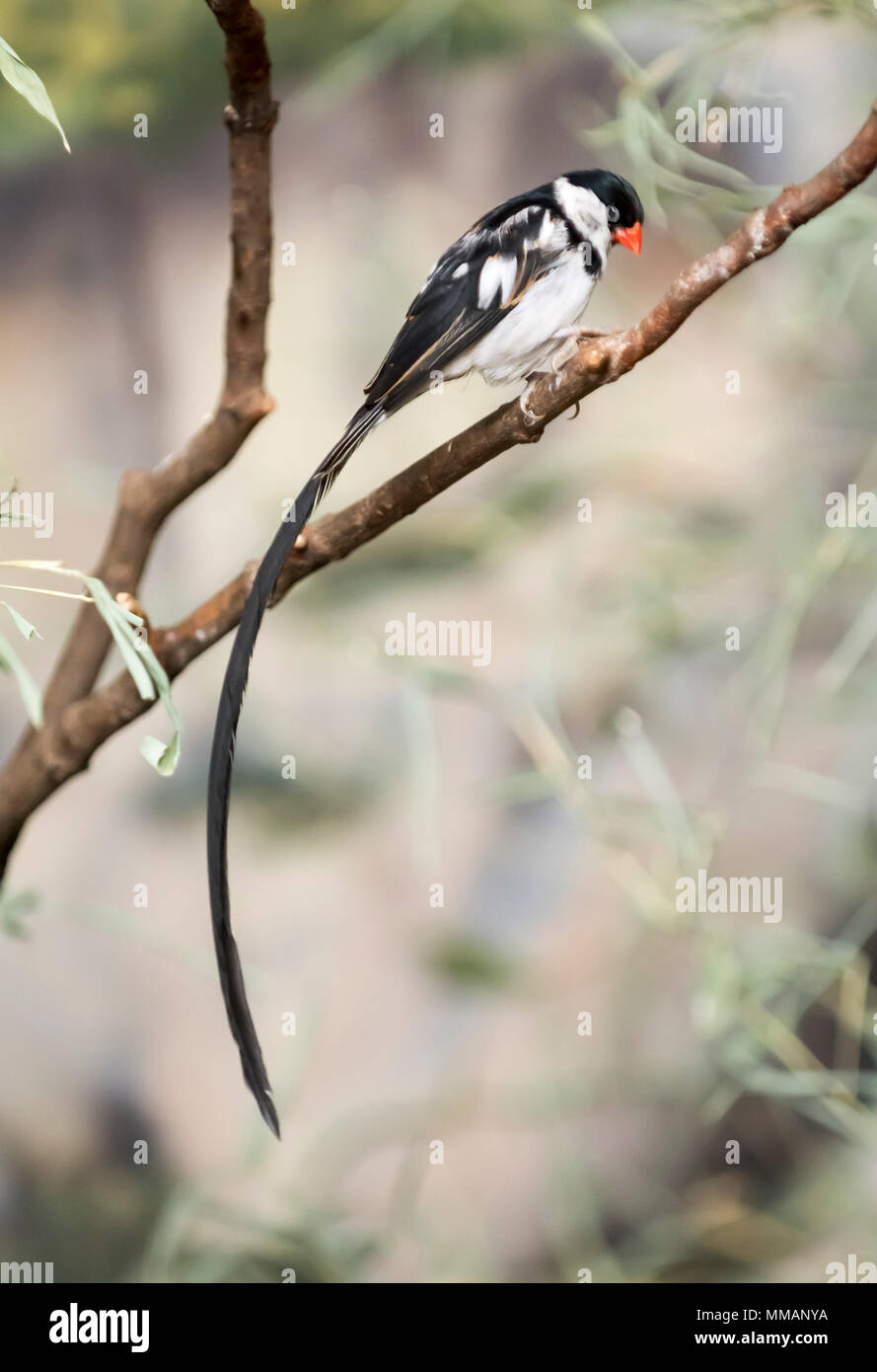 The pin-tailed whydah is a small songbird. It is a resident breeding bird in most of Africa south of the Sahara Desert. Stock Photo