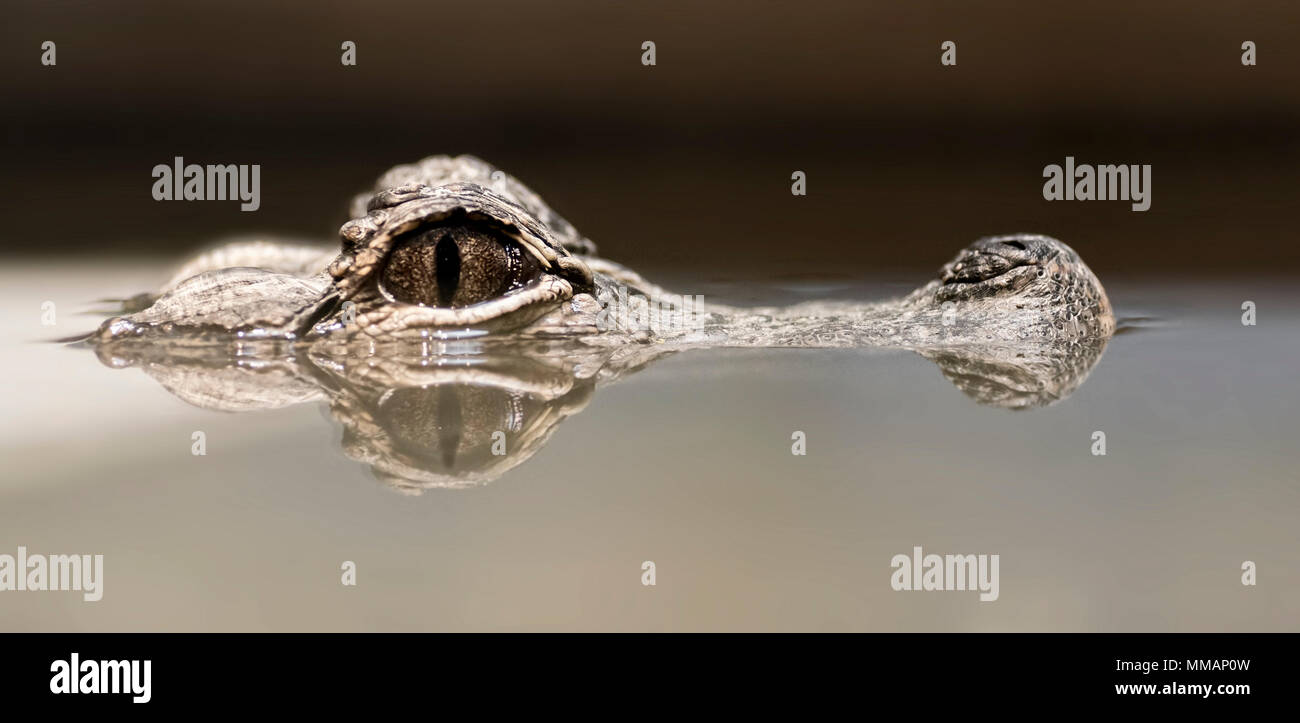Photo of a Chinese Alligator poking its head above the water. It is one of just two alligator species in the world. Stock Photo