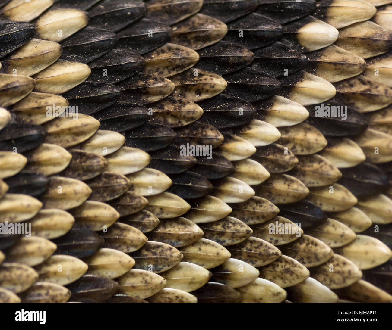 Close up of the scales making up a snake skin. Stock Photo