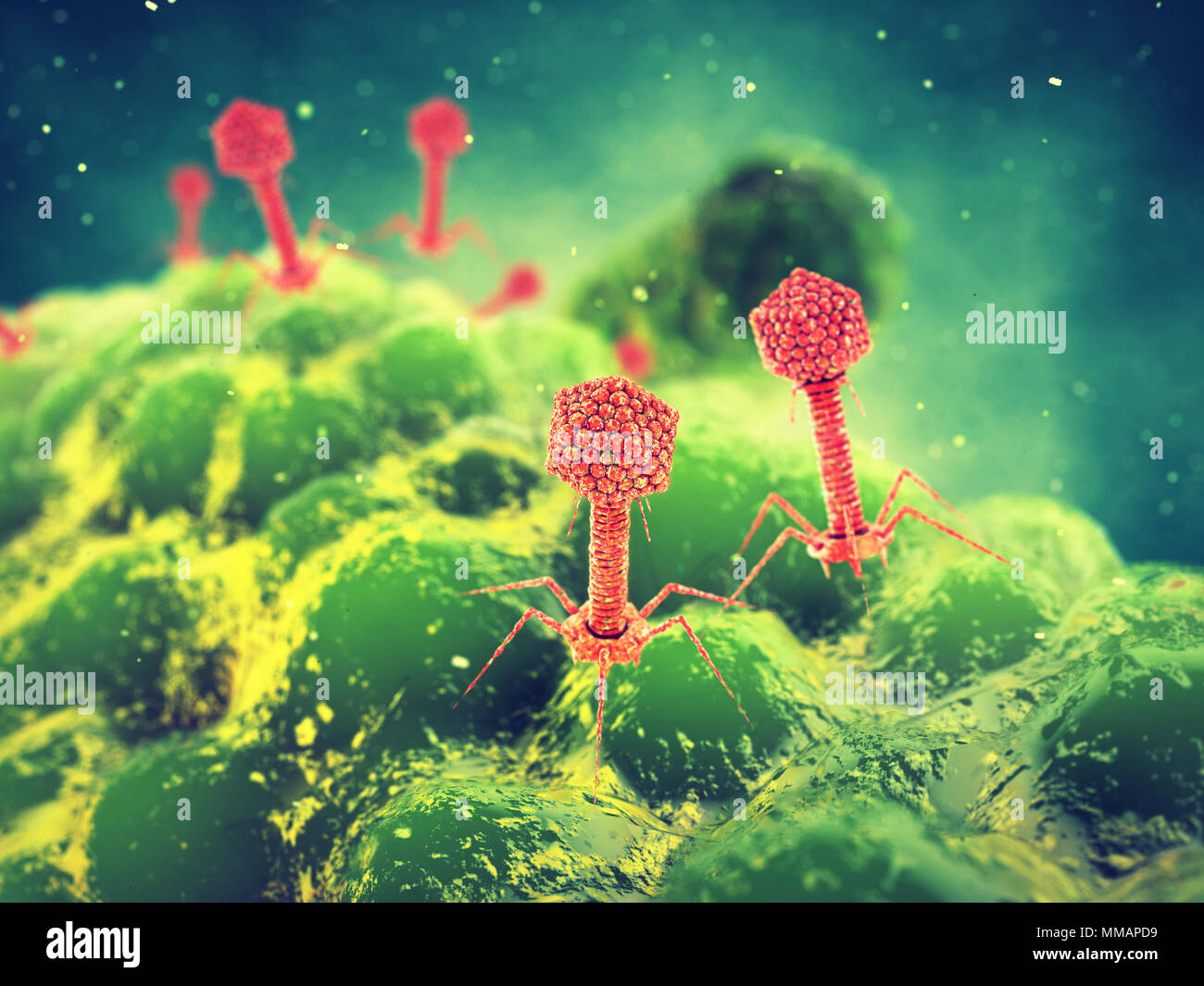 Bacteriophage viruses attacking bacteria, Infectious disease Stock Photo
