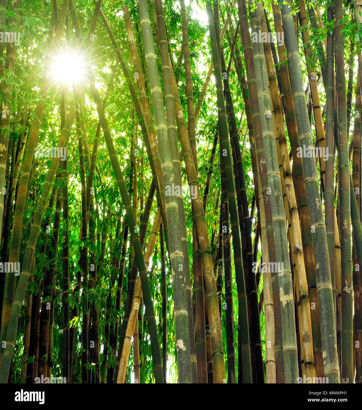 Green Bamboo forest, with sun light coming through the leafs, nature background Stock Photo Alamy