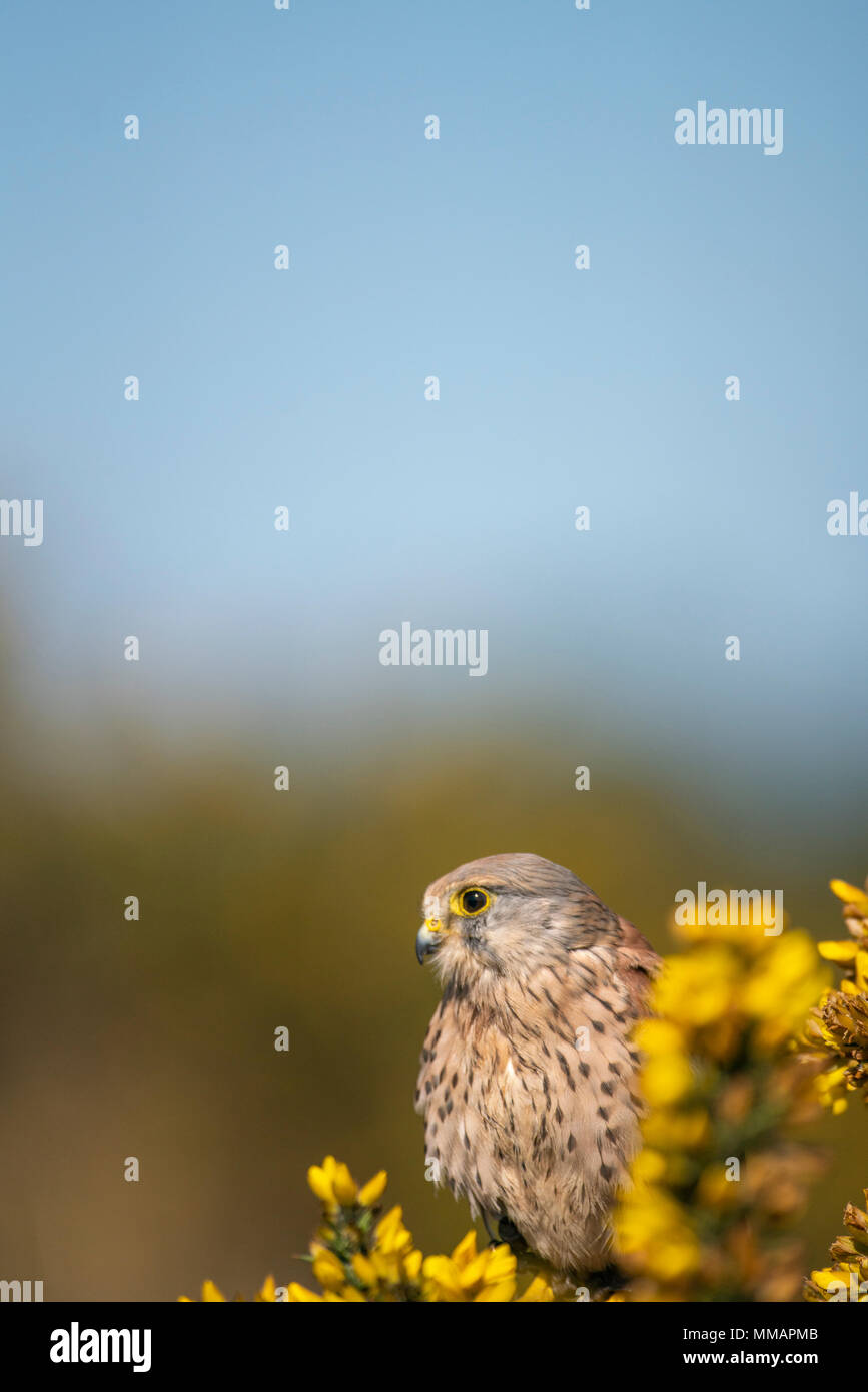 Common kestrel ( male) Falco tinnunculus, perched on flowering gorse bush,mid spring in Oxfordshire Stock Photo