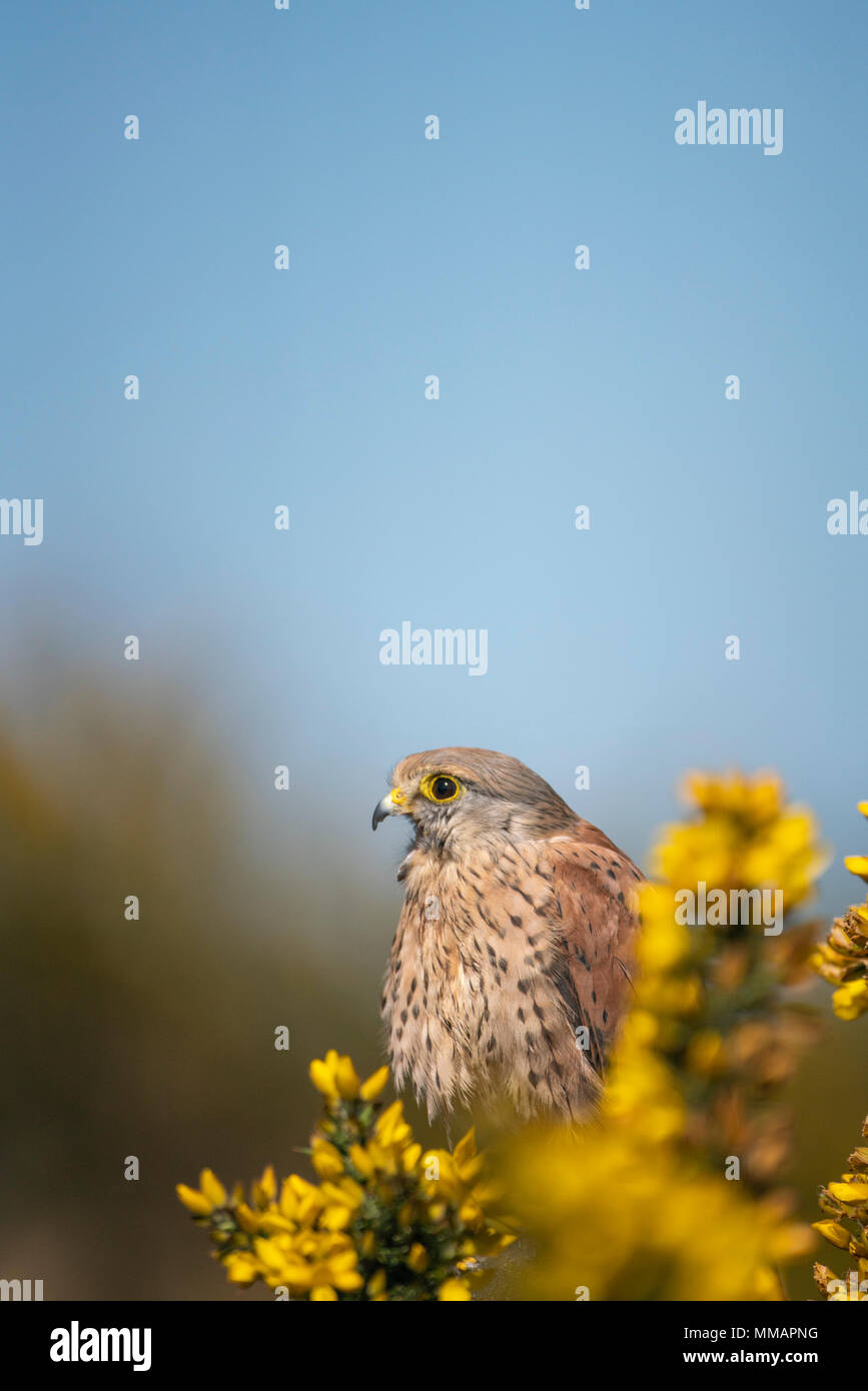 Common kestrel ( male) Falco tinnunculus, perched on flowering gorse bush,mid spring in Oxfordshire Stock Photo