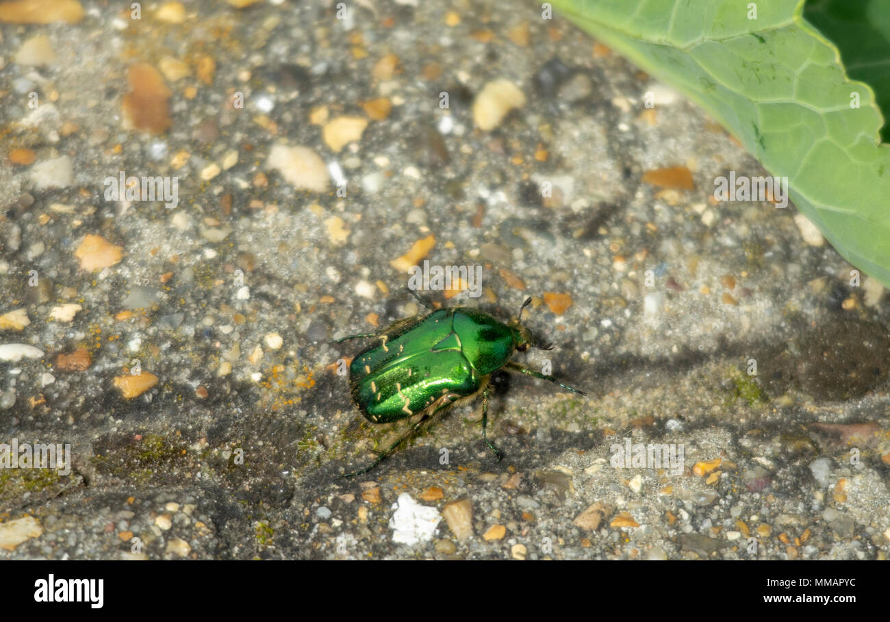 Green rose chafer beerle on rocky geound Stock Photo Alamy