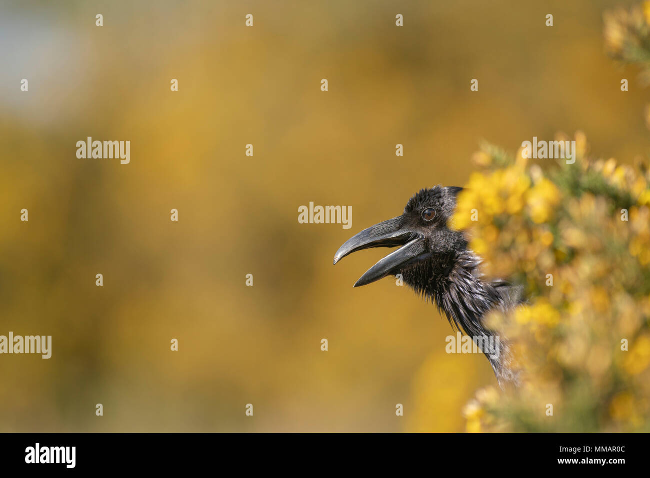 Raven; Corvus corax,perched amongst flowering gorse bushes,Oxfordshire in spring Stock Photo