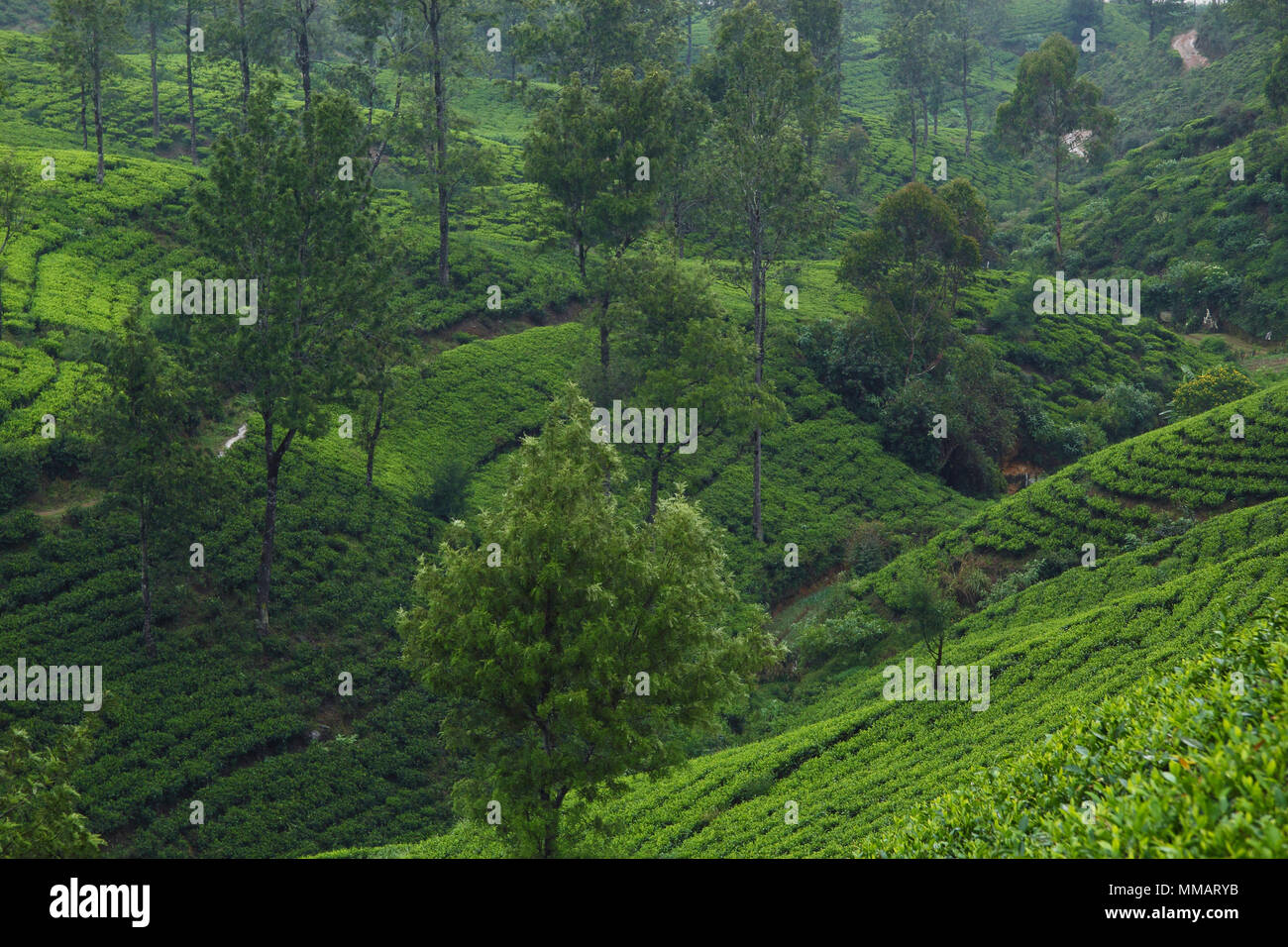Ceylon tea plantations Stock Photo