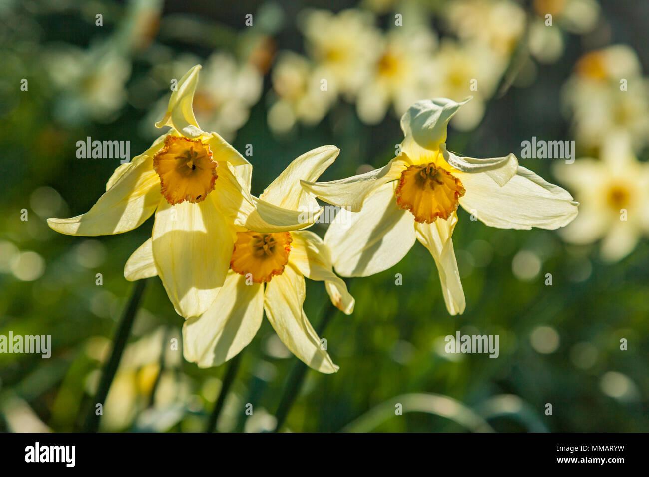 Daffodils in the East Sussex countryside, England. Stock Photo