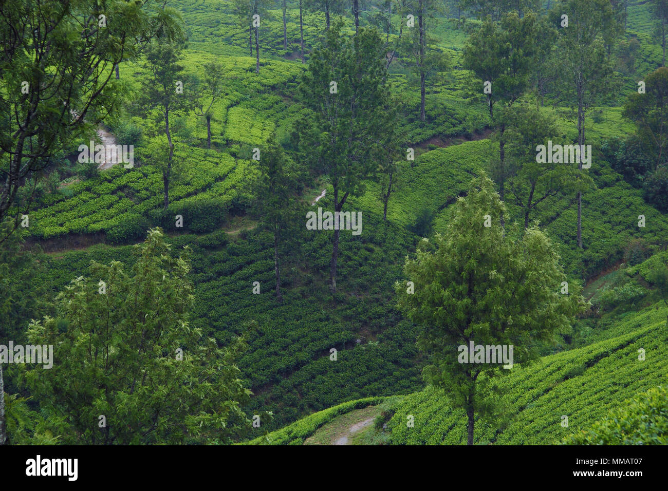 Ceylon tea plantations Stock Photo