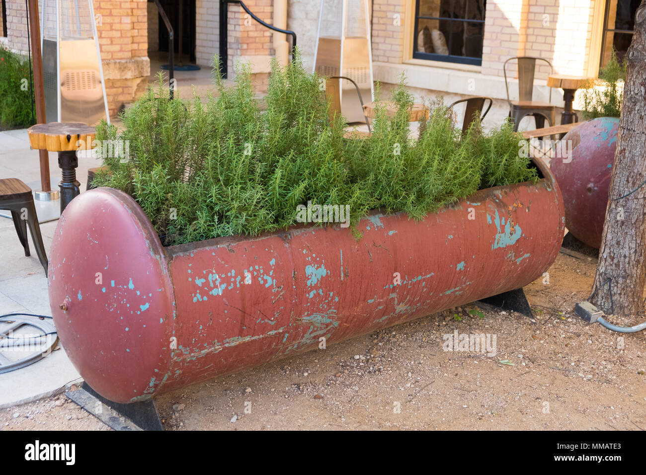 Rosemary Garden in Texas Stock Photo Alamy