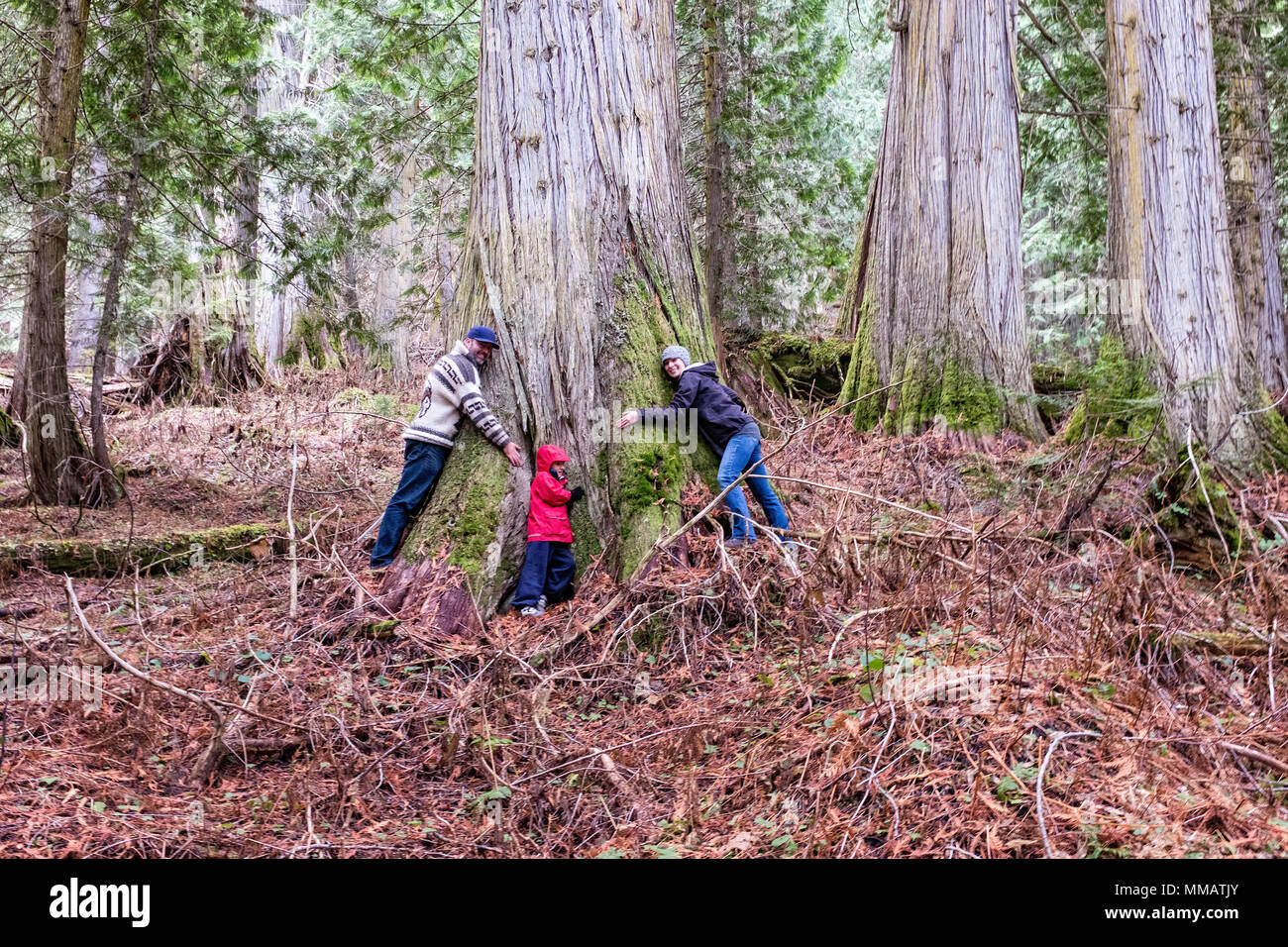 A man,woman, and child hug a western red cedar in the ancient forest in central British Columbia Stock Photo