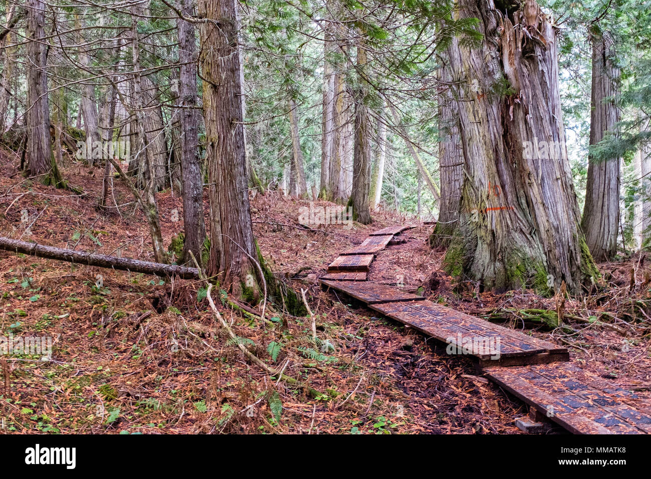 The trail winding through the ancient forest in central British Columbia Stock Photo