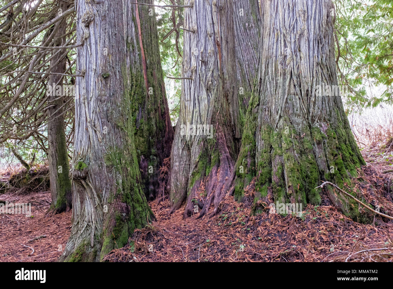 Beautiful western red cedars in the Ancient Forest near Prince George, British Columbia Stock Photo